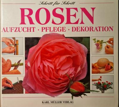 Rosen Aufzucht, Pflege, Dekoration
