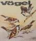 Vögel