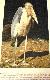  Strange and beautiful birds [Hardcover] 