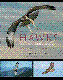 Hawks from every angle