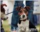 I, Jack Russell: A Photographer and a Dog's Eye View