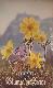Blumen der Berge 1957. Kalendārs 