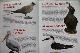  Большая книга.Морские птицы.  